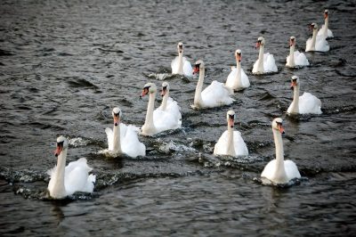 swans