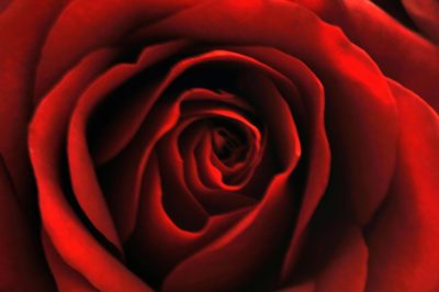 Digital Enhanced Photo Gallery Red Rose