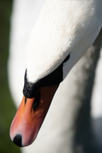 Digital Enhanced Photo Gallery Swan