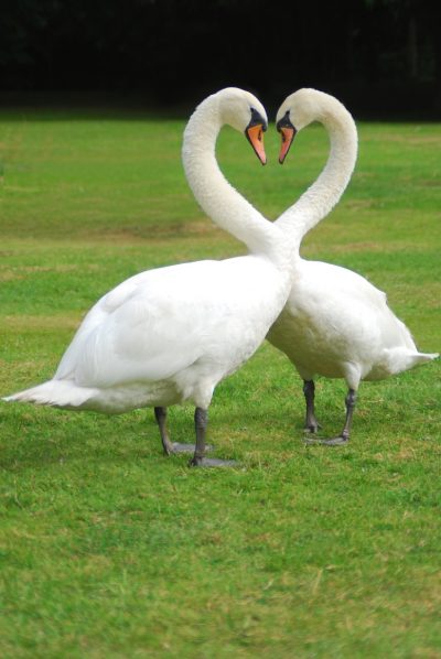 Digital Enhanced Photo Gallery Swans - This Is Real